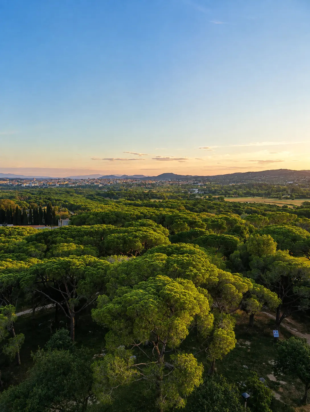 Coucher de soleil sur les pins et le village depuis l'appartement